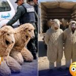 d60ed577-1c08-47f1-9881-dada5dc1af5c